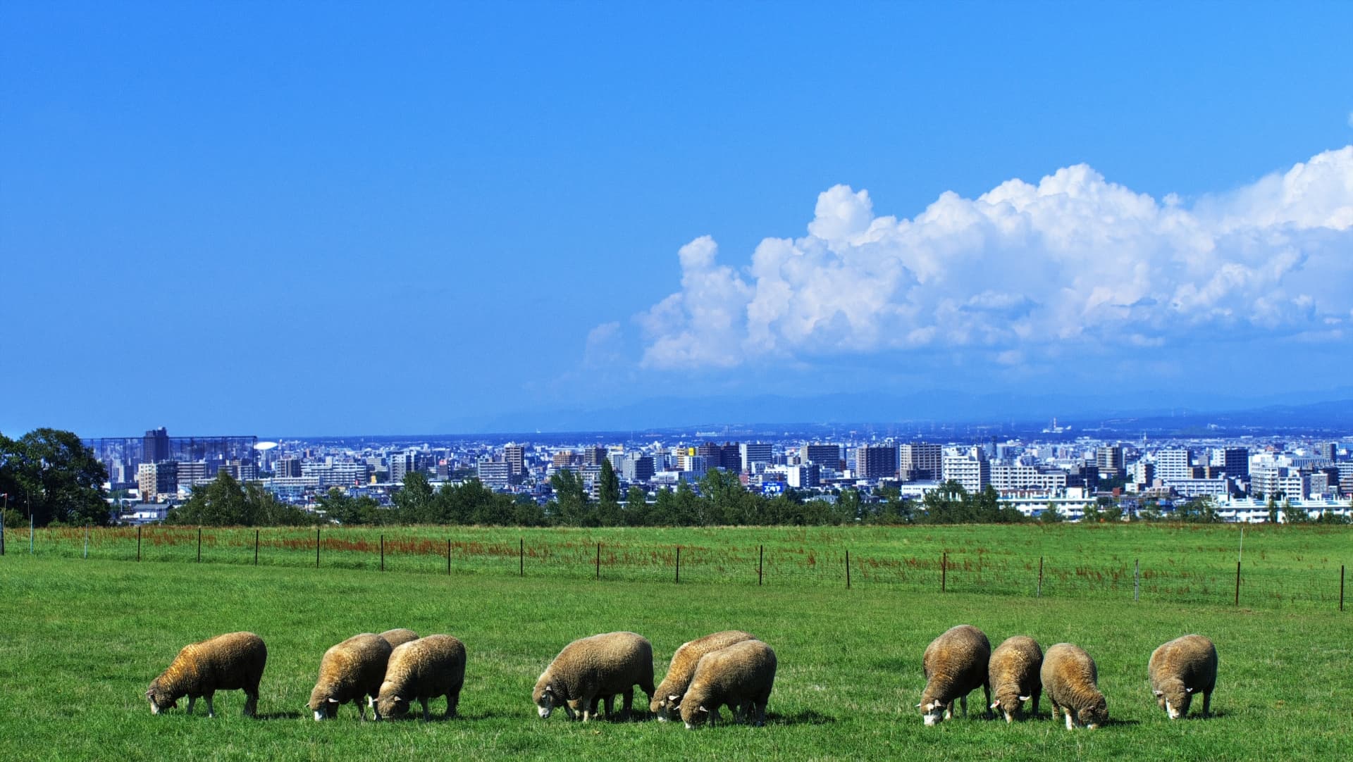 牧場